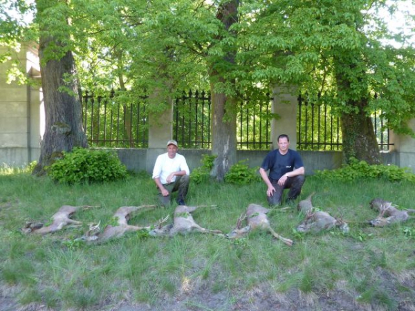 Polowania na kozły